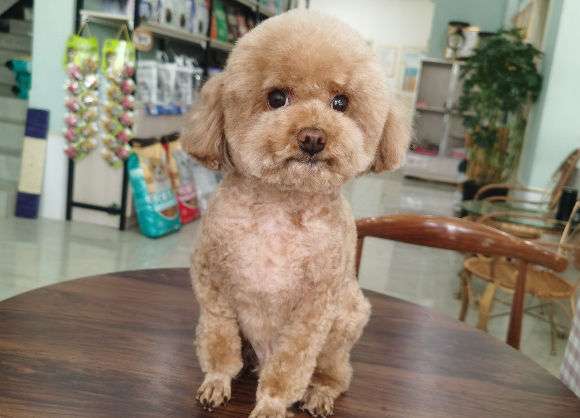 贝丁宠物医院与日用杂品销售点地址信息